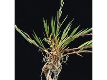 Газонная трава Barenbrug (Баренбруг) DSB 007