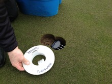 Датчик TORO Turf Guard