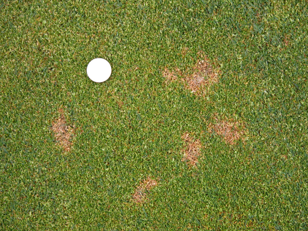 dollar-spot-lawn-diseases.jpg dollar-spot-lawn-diseases.jpg