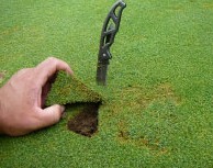 офиоболёз - лентняя опасность.jpg