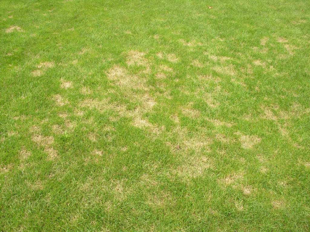 Dollar-spot-71.jpg Dollar-spot-71.jpg