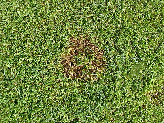 image_n1334_f1968.jpg image_n1334_f1968.jpg