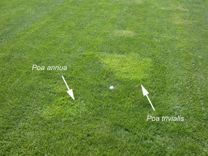 poa.gif poa.gif
