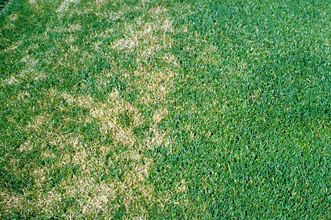 DollarSpot17.jpg DollarSpot17.jpg