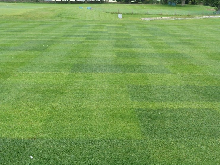 Семена газонных трав - вопрос селекции.jpg