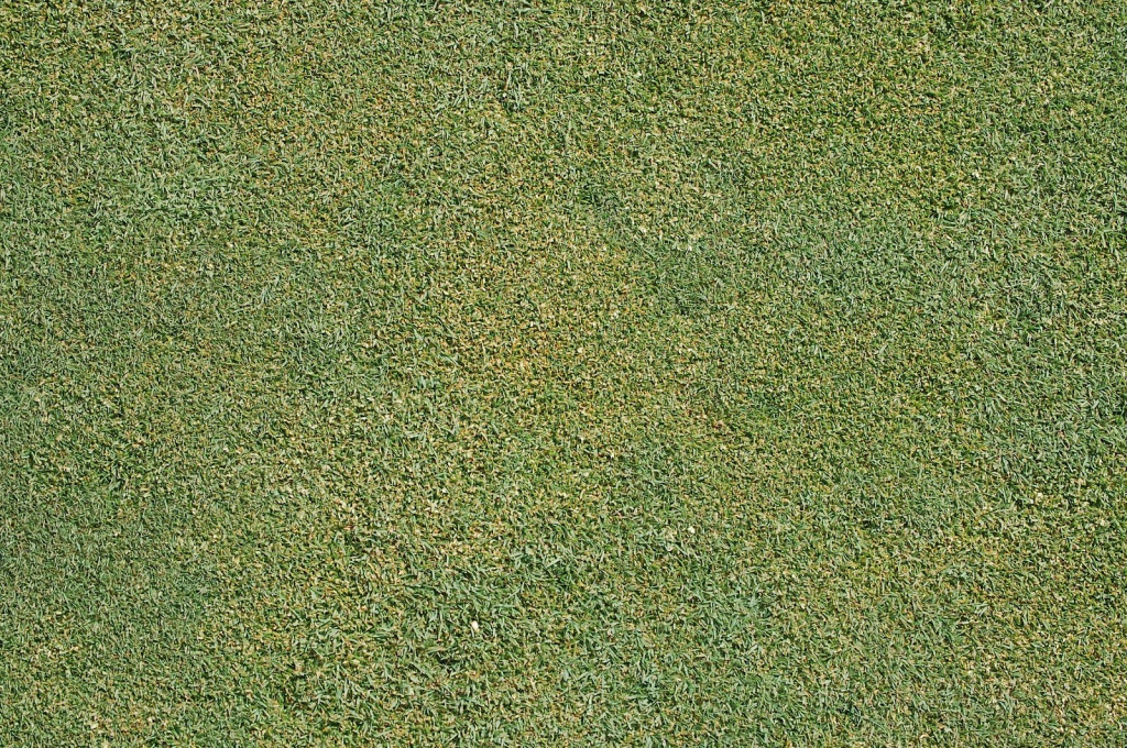 Shamokin green- Poa-Bent mix w-seedheads.JPG