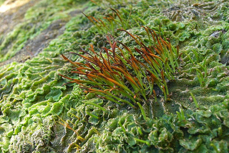 Hornwort_(3144429129).jpg