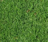 Выбор травы для гольф-грина.jpg